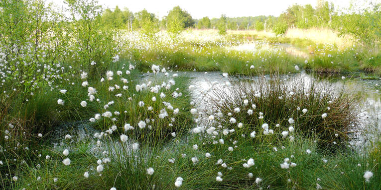 In einer Moorlandschaft trägt Wollgras weiße Faserbüschel. In einer Moorlandschaft trägt Wollgras weiße Faserbüschel.
