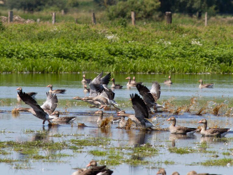 Mehrere Gänse fliegen aus dem Wasser heraus los, andere Gänse schwimmen auf dem Wasser der Meerbruchwiesen. Mehrere Gänse fliegen aus dem Wasser heraus los, andere Gänse schwimmen auf dem Wasser der Meerbruchwiesen.